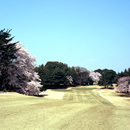 桜 写真4