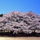 桜 写真5