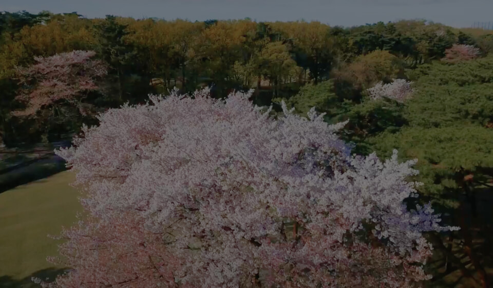 桜 空撮映像①（18番H）