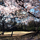 桜 写真1