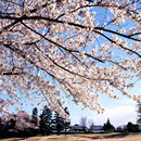 桜 写真3