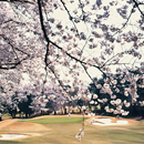 桜 写真6