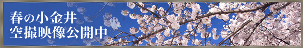 春の小金井　4/8(金)桜の様子をドローンで撮影しました
